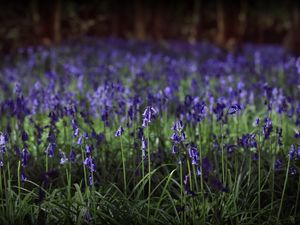 Preview wallpaper hyacinthoides, flowers, field, blue, nature