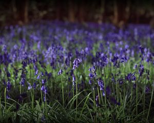 Preview wallpaper hyacinthoides, flowers, field, blue, nature