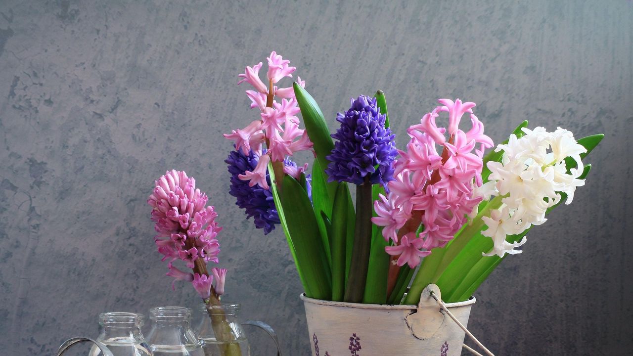 Wallpaper hyacinths, flower, spring, bucket, bottle, watering can, still life