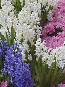 Preview wallpaper hyacinths, flowers, spring, bed, different