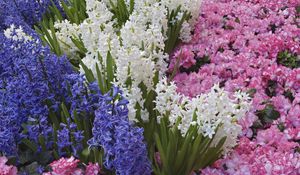 Preview wallpaper hyacinths, flowers, spring, bed, different