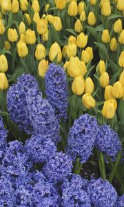 Preview wallpaper hyacinths, tulips, flowers, bed, spring, green