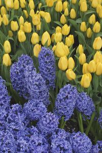 Preview wallpaper hyacinths, tulips, flowers, bed, spring, green