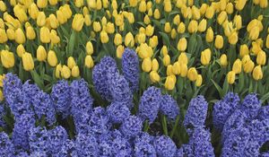 Preview wallpaper hyacinths, tulips, flowers, bed, spring, green