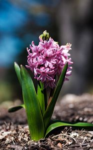 Preview wallpaper hyacinthus orientalis, flower, leaves, inflorescence, blur