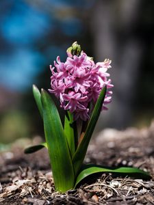 Preview wallpaper hyacinthus orientalis, flower, leaves, inflorescence, blur