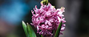 Preview wallpaper hyacinthus orientalis, flower, leaves, inflorescence, blur