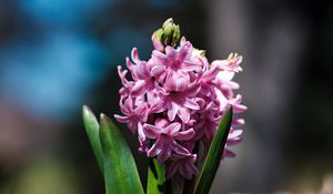 Preview wallpaper hyacinthus orientalis, flower, leaves, inflorescence, blur