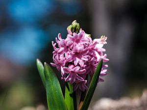 Preview wallpaper hyacinthus orientalis, flower, leaves, inflorescence, blur