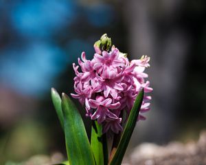 Preview wallpaper hyacinthus orientalis, flower, leaves, inflorescence, blur