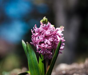 Preview wallpaper hyacinthus orientalis, flower, leaves, inflorescence, blur