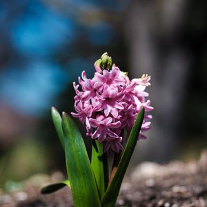 Preview wallpaper hyacinthus orientalis, flower, leaves, inflorescence, blur