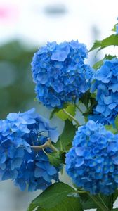 Preview wallpaper hydrangea, bloom, blue, green, blur