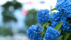 Preview wallpaper hydrangea, bloom, blue, green, blur