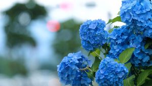 Preview wallpaper hydrangea, bloom, blue, green, blur