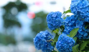 Preview wallpaper hydrangea, bloom, blue, green, blur