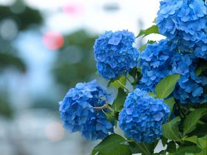 Preview wallpaper hydrangea, bloom, blue, green, blur