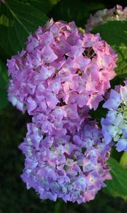 Preview wallpaper hydrangea, bloom, colorful, balls, close-up