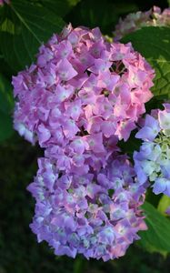 Preview wallpaper hydrangea, bloom, colorful, balls, close-up