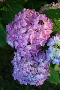 Preview wallpaper hydrangea, bloom, colorful, balls, close-up