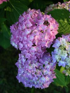 Preview wallpaper hydrangea, bloom, colorful, balls, close-up