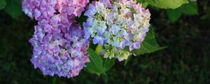 Preview wallpaper hydrangea, bloom, colorful, balls, close-up