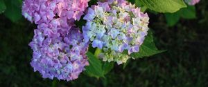 Preview wallpaper hydrangea, bloom, colorful, balls, close-up