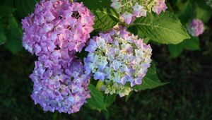 Preview wallpaper hydrangea, bloom, colorful, balls, close-up