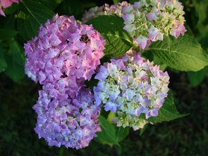 Preview wallpaper hydrangea, bloom, colorful, balls, close-up