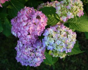 Preview wallpaper hydrangea, bloom, colorful, balls, close-up