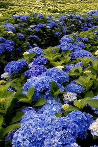 Preview wallpaper hydrangea, bloom, different, green, park