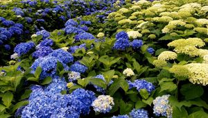 Preview wallpaper hydrangea, bloom, different, green, park