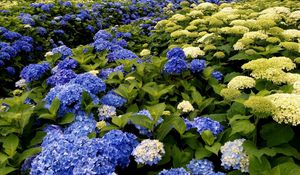 Preview wallpaper hydrangea, bloom, different, green, park