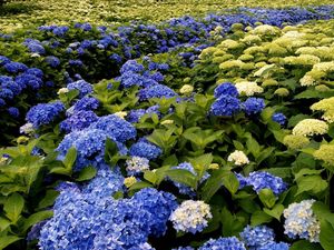 Preview wallpaper hydrangea, bloom, different, green, park