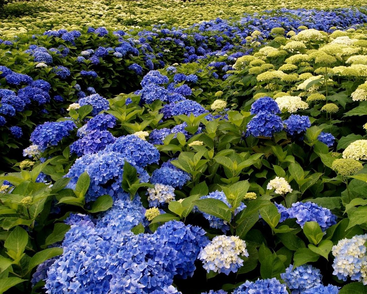 Download wallpaper 1280x1024 hydrangea, bloom, different, green, park ...