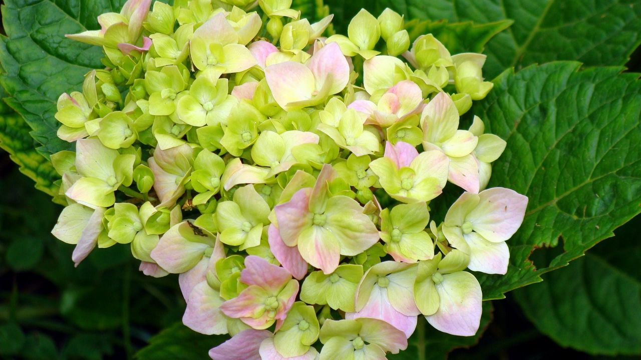 Wallpaper hydrangea, blooms, leaves, close-up