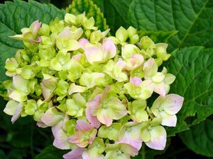 Preview wallpaper hydrangea, blooms, leaves, close-up