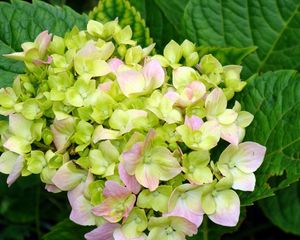 Preview wallpaper hydrangea, blooms, leaves, close-up