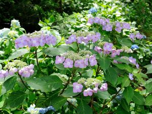 Preview wallpaper hydrangea, blooms, leaves, close-up