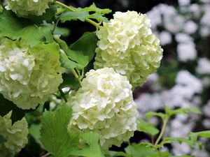 Preview wallpaper hydrangea, blooms, leaves, close-up