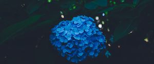 Preview wallpaper hydrangea, blue, bush, inflorescence