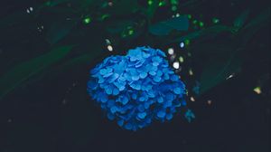 Preview wallpaper hydrangea, blue, bush, inflorescence