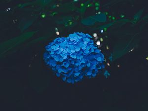 Preview wallpaper hydrangea, blue, bush, inflorescence