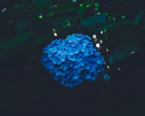 Preview wallpaper hydrangea, blue, bush, inflorescence