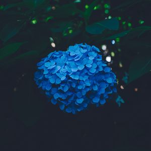 Preview wallpaper hydrangea, blue, bush, inflorescence