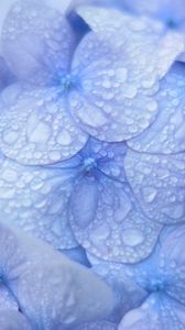 Preview wallpaper hydrangea, blue, drops, dew, macro, inflorescence