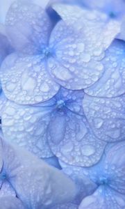 Preview wallpaper hydrangea, blue, drops, dew, macro, inflorescence