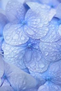 Preview wallpaper hydrangea, blue, drops, dew, macro, inflorescence