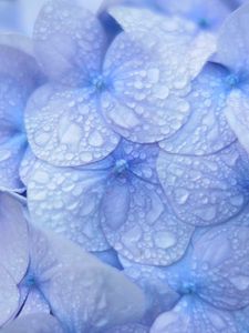 Preview wallpaper hydrangea, blue, drops, dew, macro, inflorescence