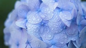 Preview wallpaper hydrangea, blue, drops, dew, macro, inflorescence